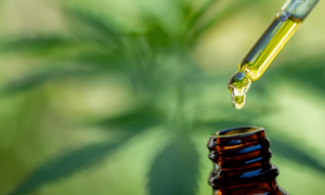 Best cbd oil for dogs